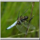 Libellula depressa - Plattbauch m04.jpg
